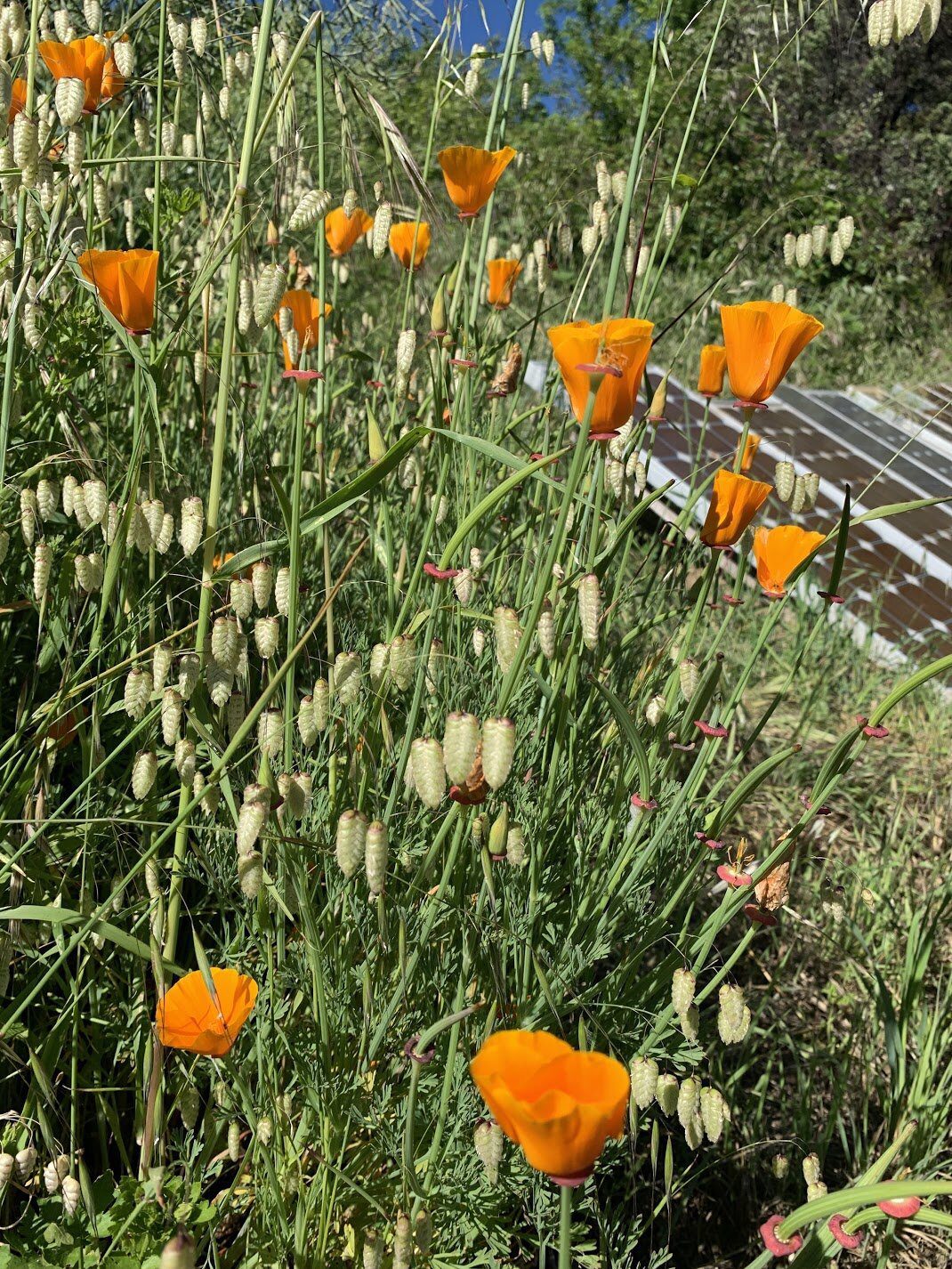 Orange California poppies among quaking grass beside a solar panel.