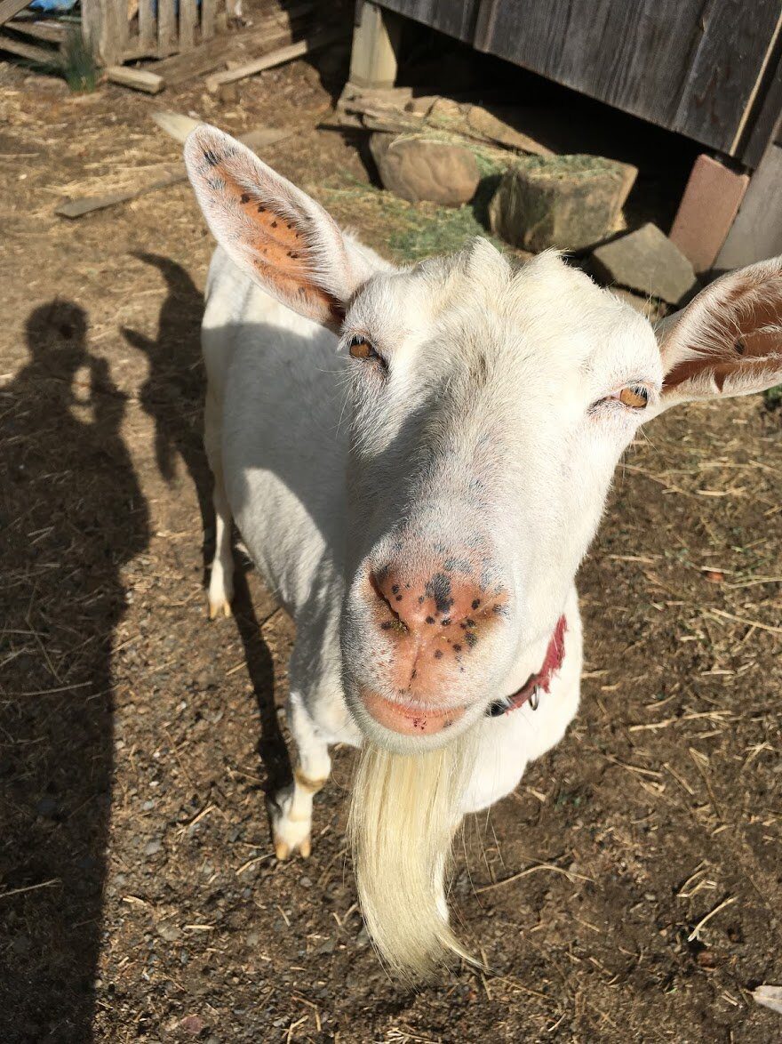 A white goat with a long beard looks up at the camera.