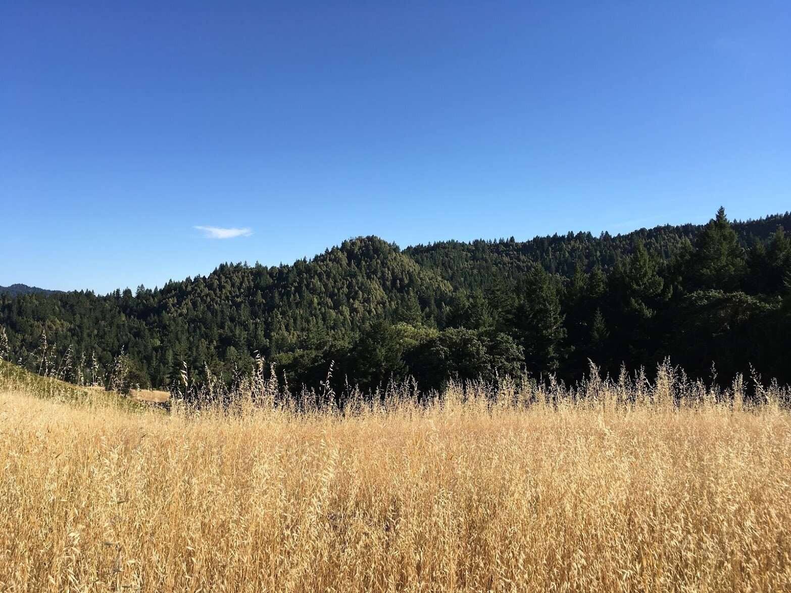 A meadow of tall golden grass below a forested ridge.