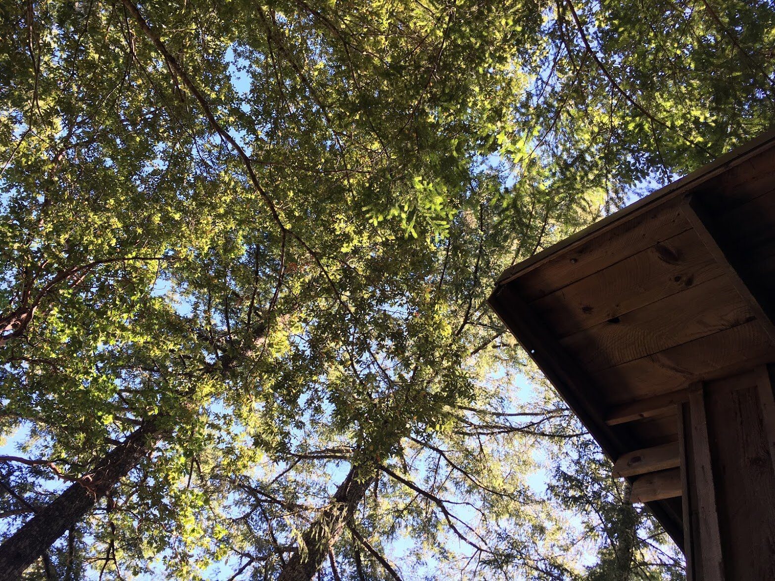 Looking up through sunlit tree branches beside the eave of a wooden building.