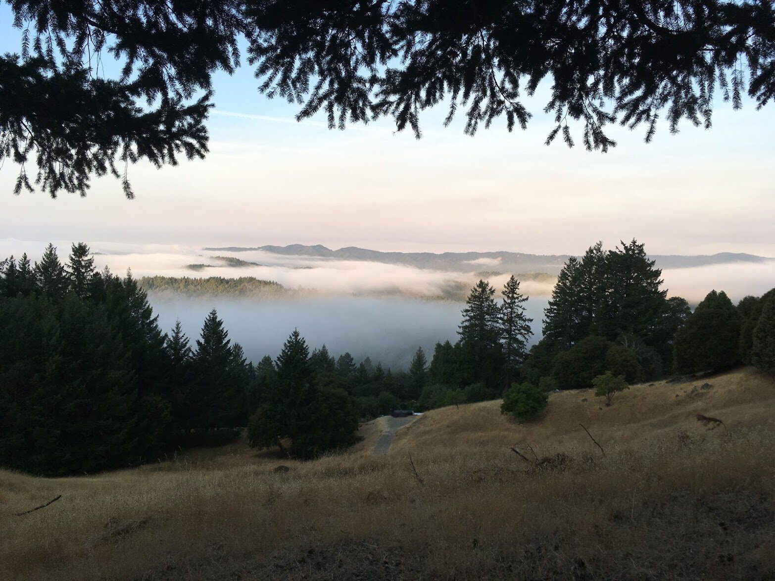 Morning fog fills the valleys beyond a dry meadow and fir trees.