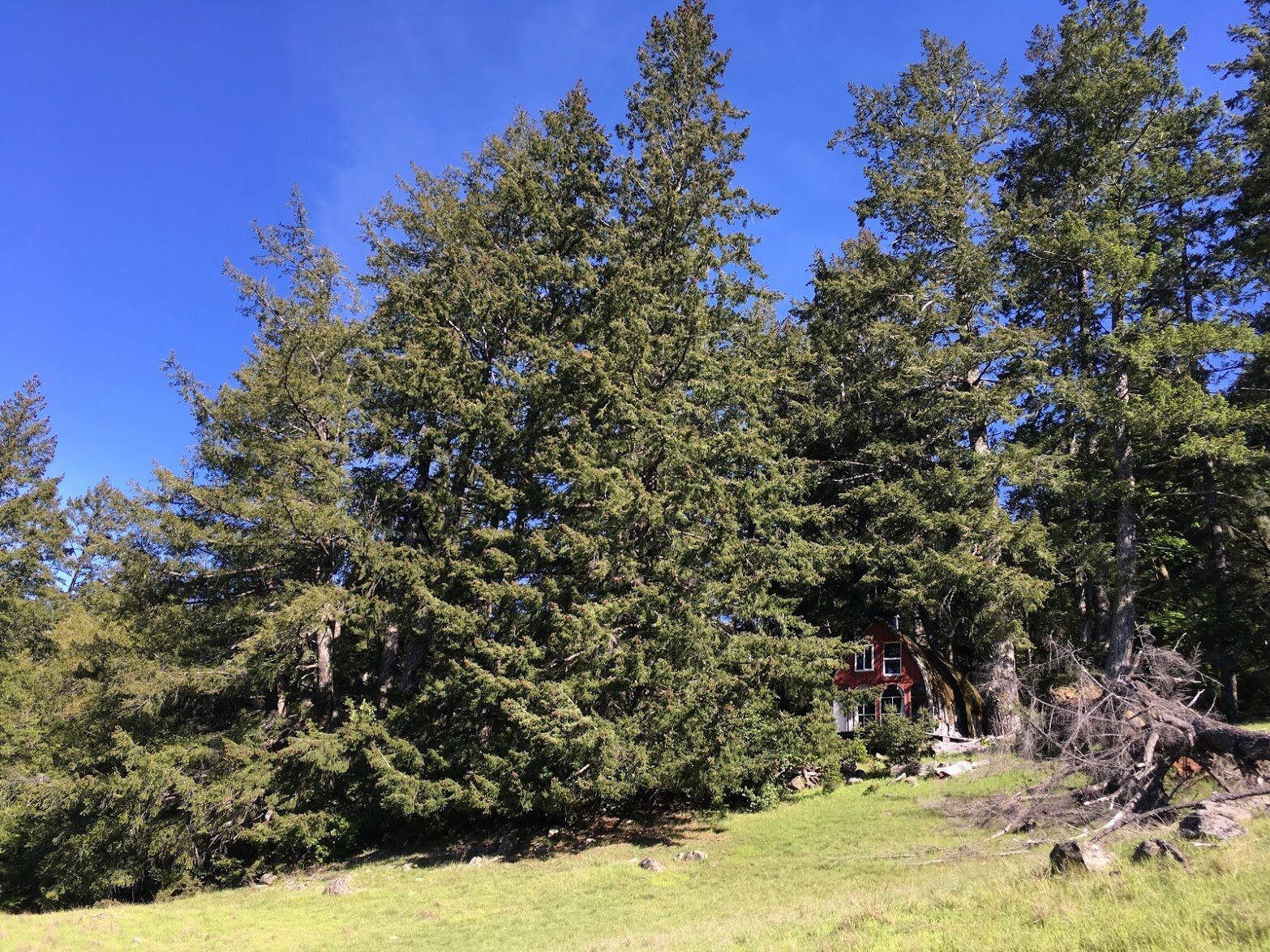 Tall firs around a small red cabin at the edge of a green meadow.