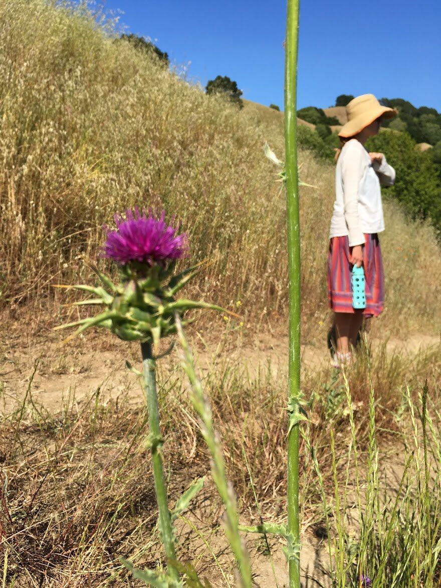 A purple thistle flower in dry grass, with a person in a sun hat on the hillside behind.
