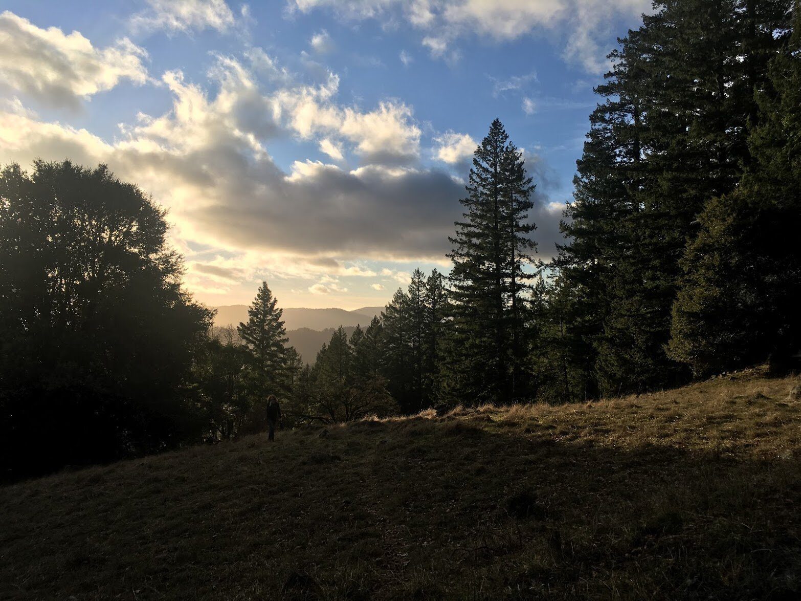Clouds lit by a low sun over a shaded meadow edged with tall firs.