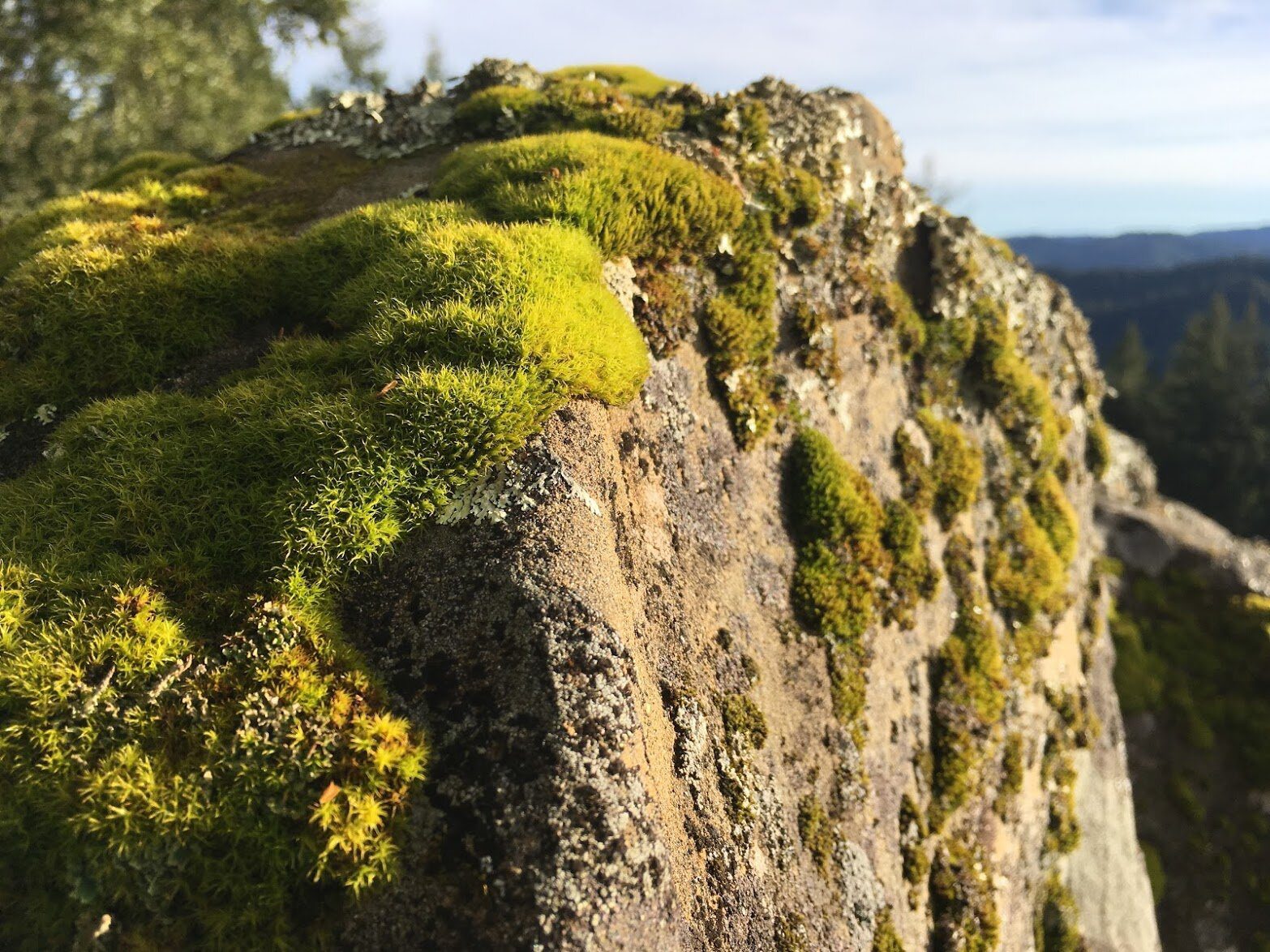 Bright green moss on a lichen-covered rock.