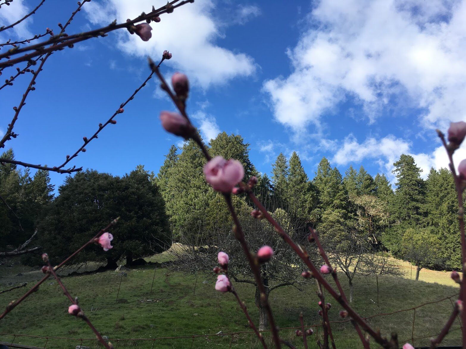 Pink blossom buds on bare branches in front of a green meadow and firs.
