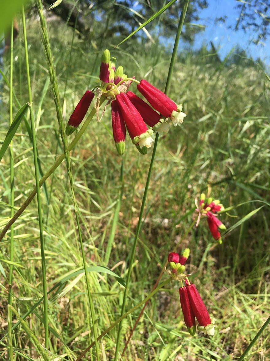 Red tubular firecracker flowers among tall green grass.