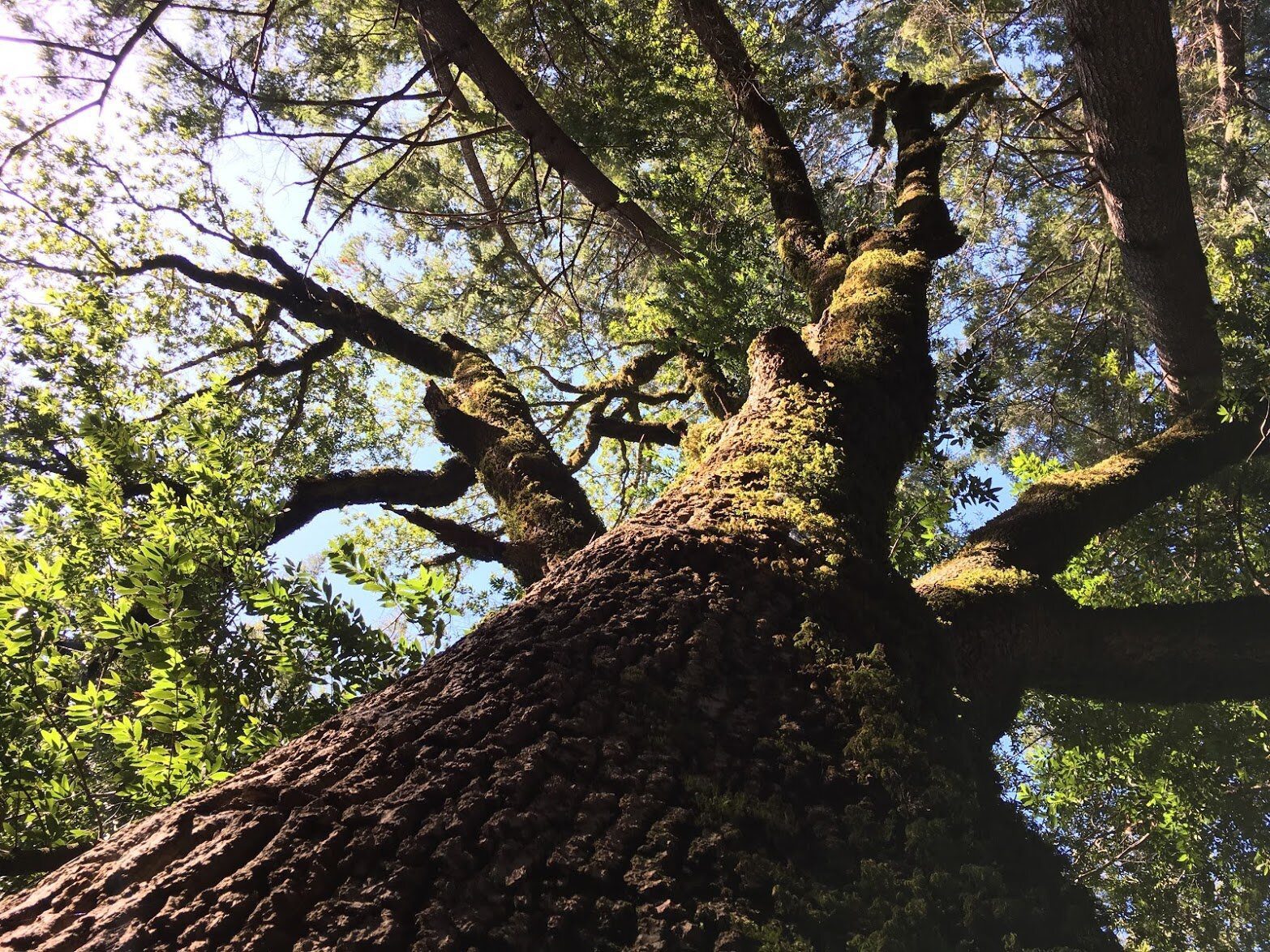 Looking up the mossy trunk of a large old tree into its branches.