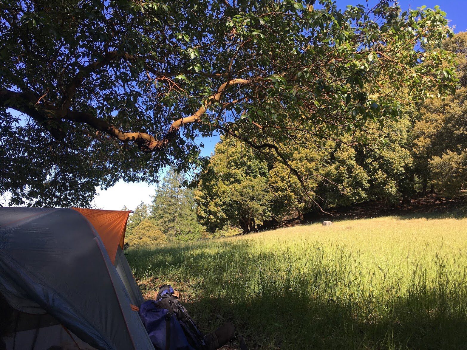 A tent under a spreading madrone at the edge of a sunny meadow.