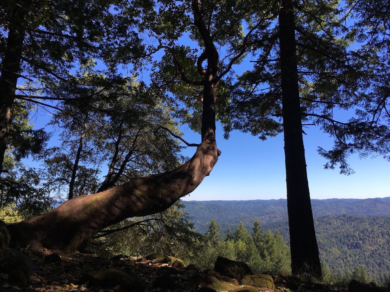 A leaning madrone and a tall fir frame a view over forested hills.