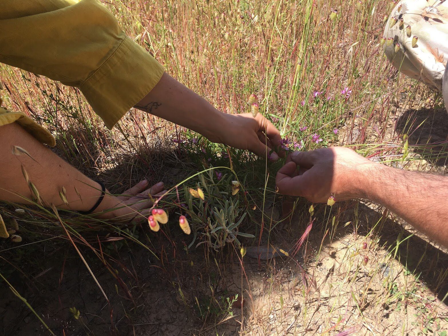 Two people part dry grass by hand to look at small native plants.