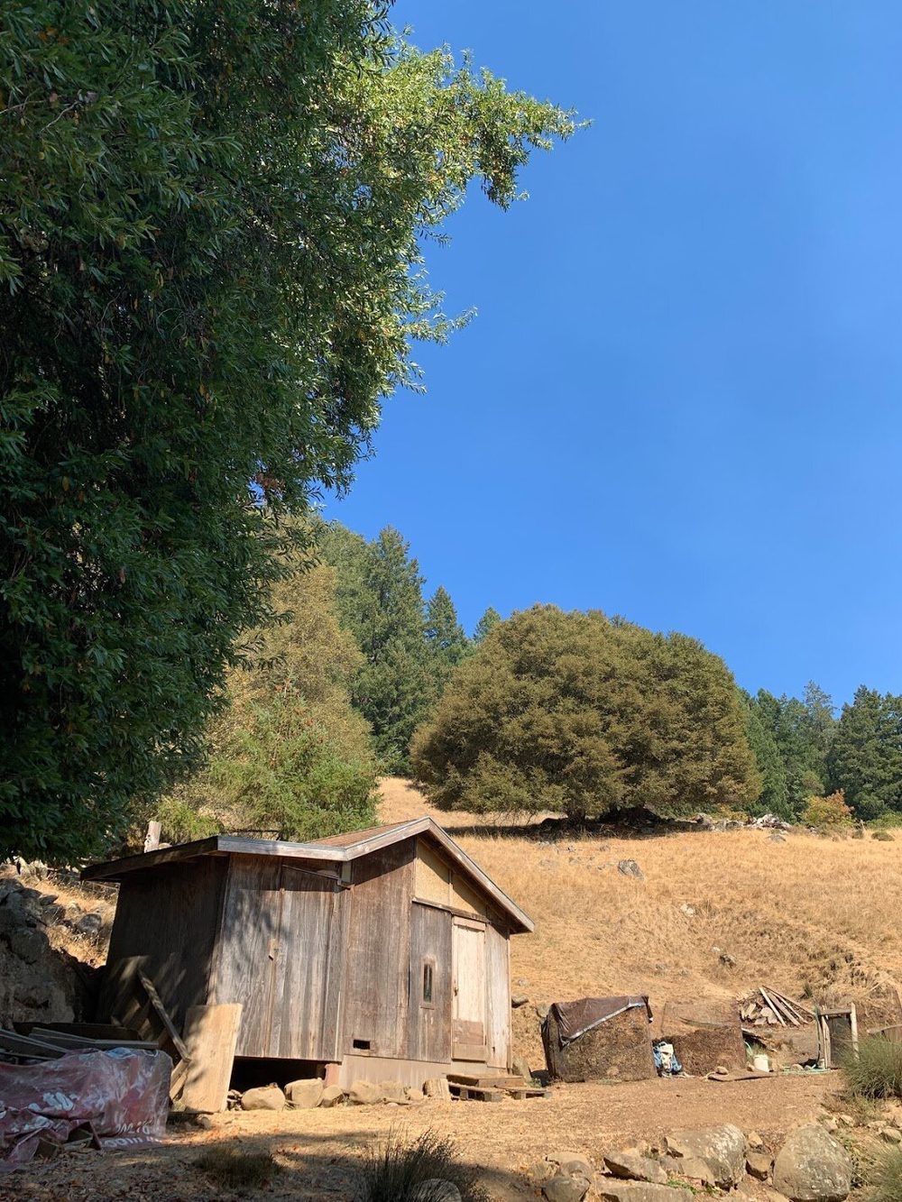 A weathered wooden shed in a dry meadow under a blue sky.
