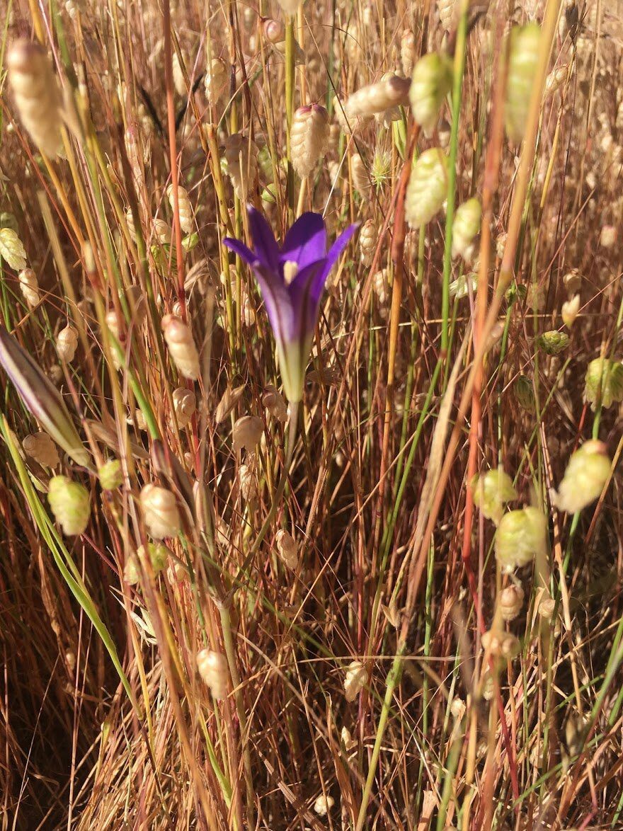 A purple wildflower among dry quaking grass seed heads.