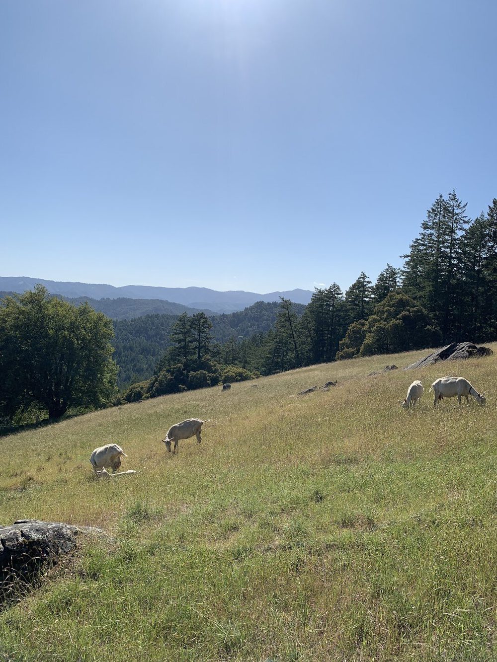 Goats grazing on a green hillside above forested hills.