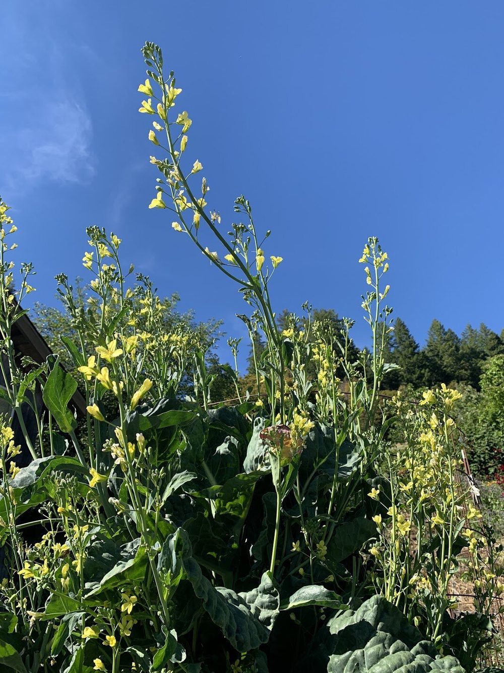 Garden greens gone to yellow flower against a blue sky.